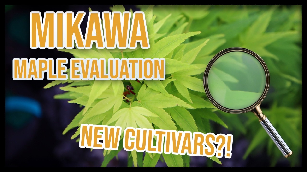 Check out these Area 51 'Mikawa Yatsubusa' Seedling Japanese Maples Under Evaluation