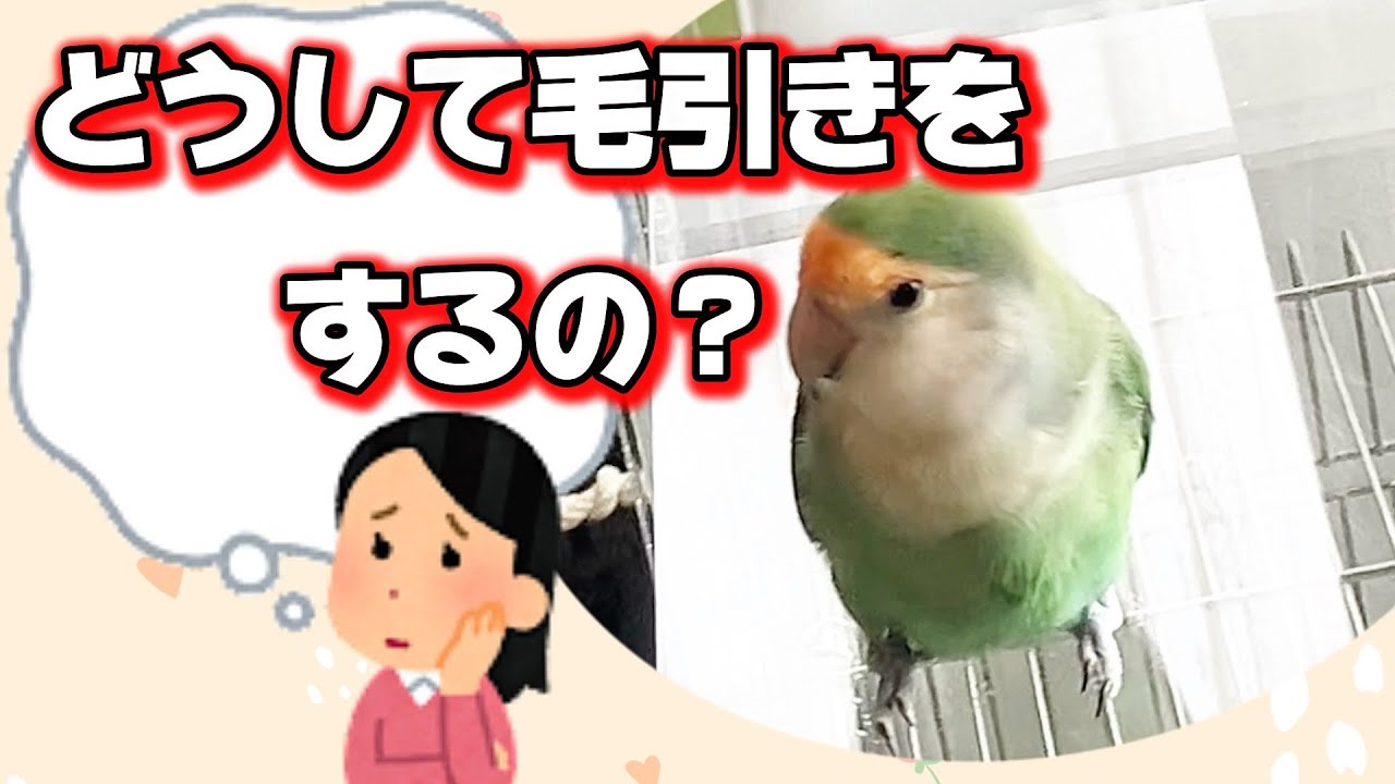 毛引き症になったインコ#コザクラインコ #毛引き症 #毛引き症対策