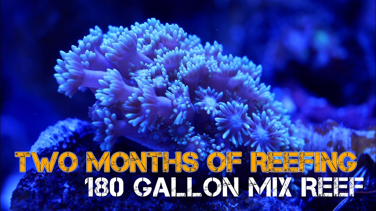 180 Gallon Mix Reef |:| Two month closeup update