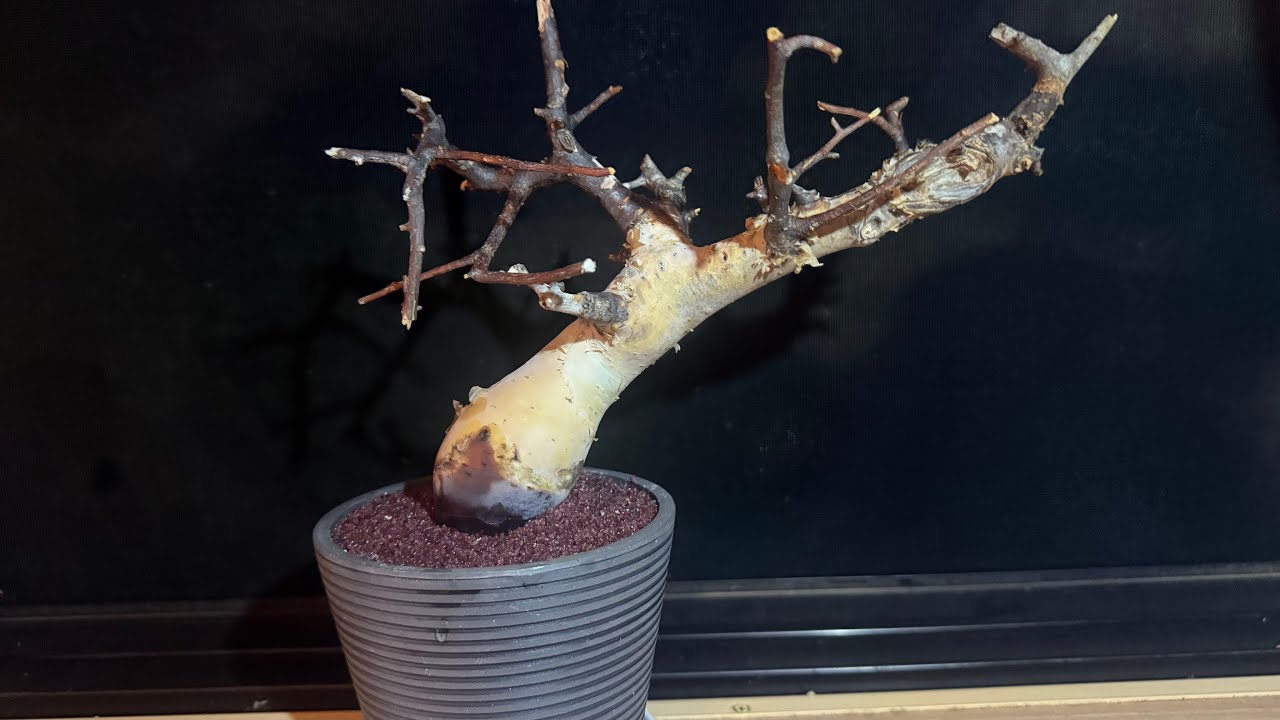 〖コミフォラ・カタフ（ピュア）編〗　発根管理 開始から９日目で発根を確認✅
