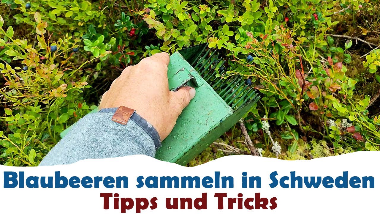 Blaubeeren Sammeln  in Schweden | so wird's gemacht! Skandinavien Beeren sammeln