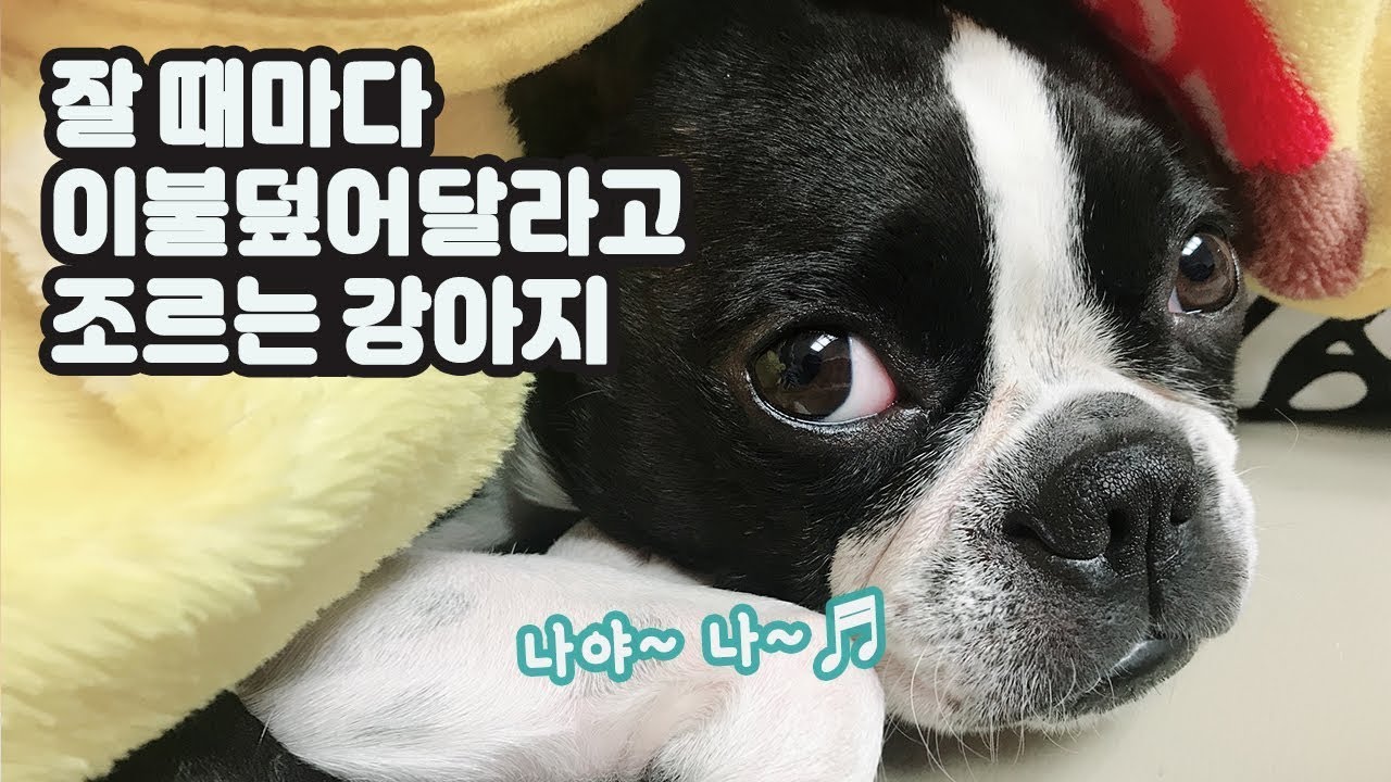잘때마다 이불 덮어달라고 조르는 보스턴테리어
