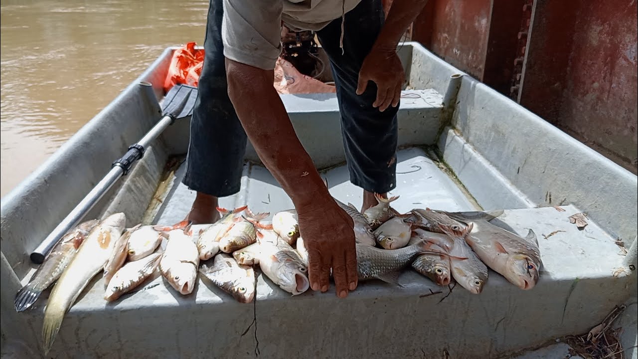 ALHAMDULILLAH.. Rezeki hasil ikan tak mengecewakan.. #srift#slimriver 