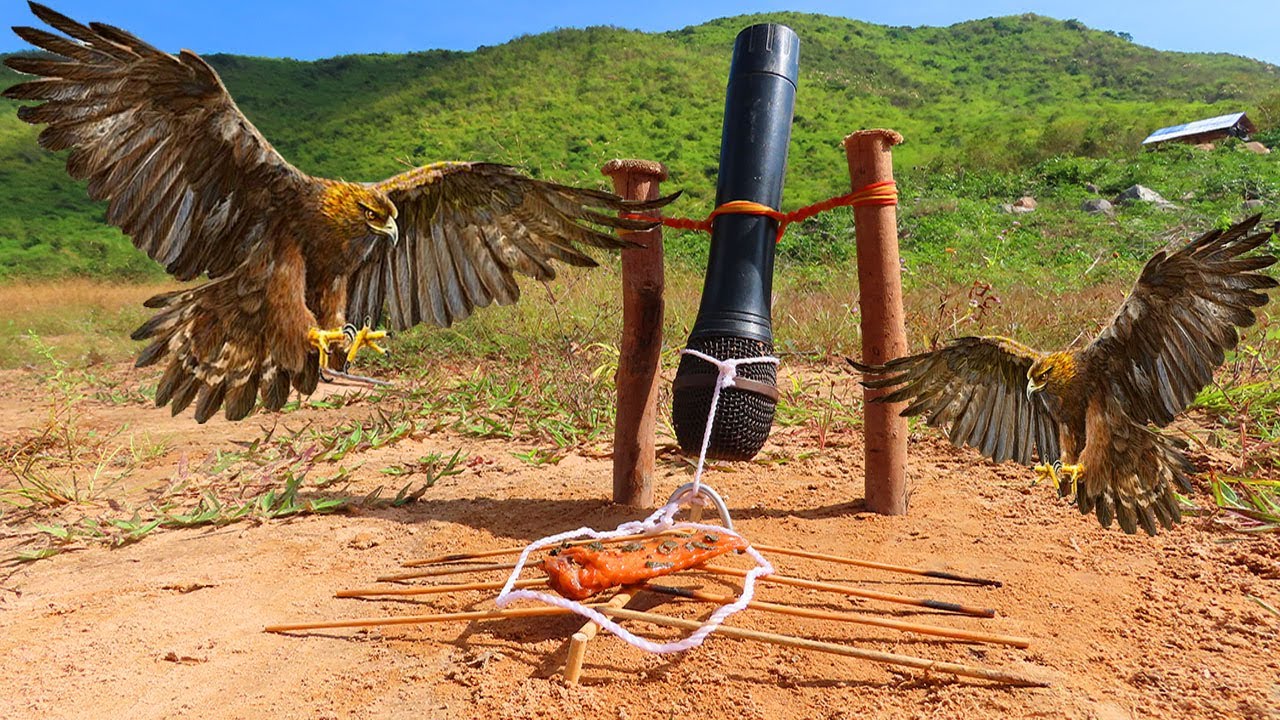 Best & Creative Hawk Trap - Making Hawk Trap From Microphone | Easy Create