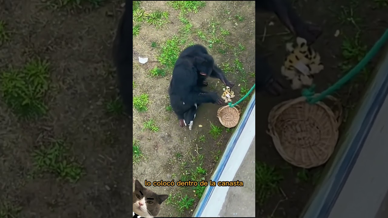 Este Mono Se Encontr&oacute; Un Peluche, Y No Creer&aacute;s Lo Que Hizo Con EL😢