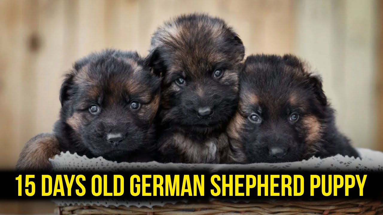 15 DAYS OLD GERMAN SHEPHERD PUPPY 🦮