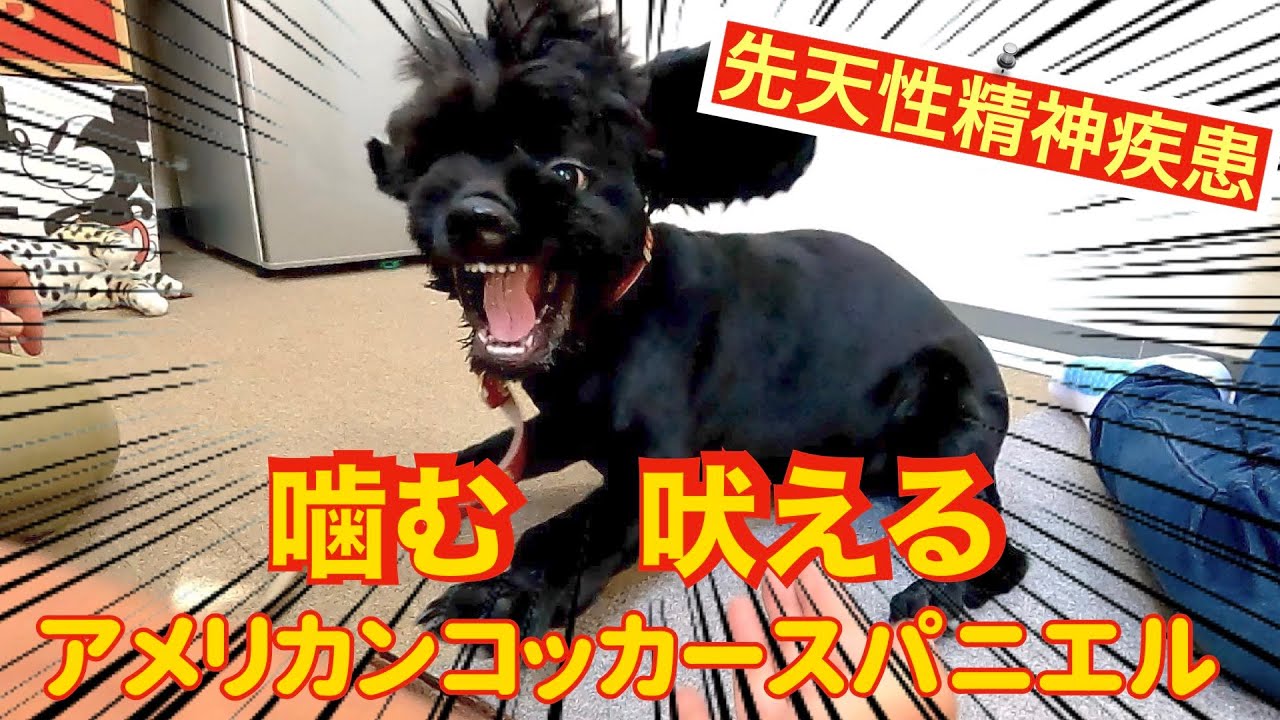 【唸る・噛む・早食い・フードアグレッシブ】先天性精神疾患コッカースパニエル 犬の問題行動を改善する会3日間合宿　（後編）