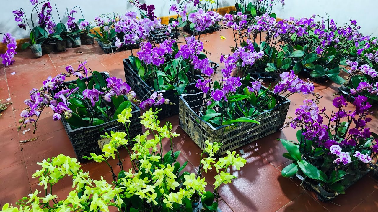 Lan rừng tối 29/1_siêu rẻ hồ điệp, địa lan tết, lan rừng rẻ,đen rô xuân..0392598516