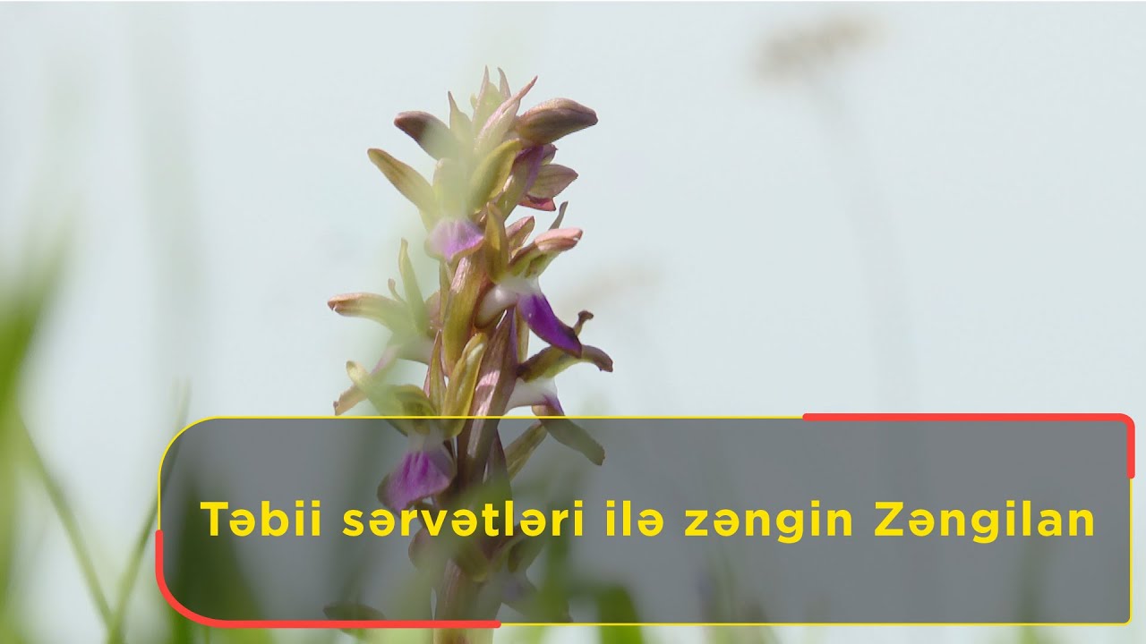 Təbii sərvətləri ilə zəngin olan Zəngilan