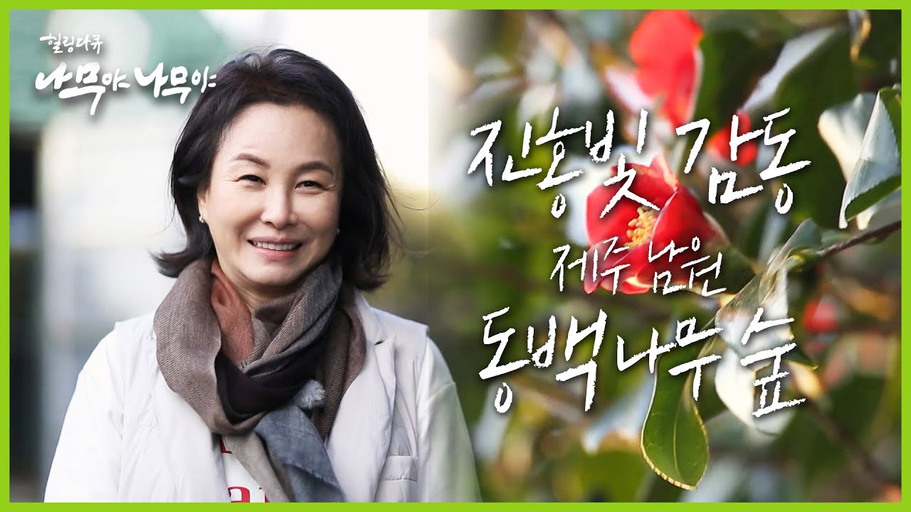 [나무야 나무야🌳 #9] 이 시국 제주도 랜선여행! 🛫 눈 덮인 한라산이 보이는 제주의 겨울에 빨간 동백숲이 주는 감동❤ | KBS 180214 방송