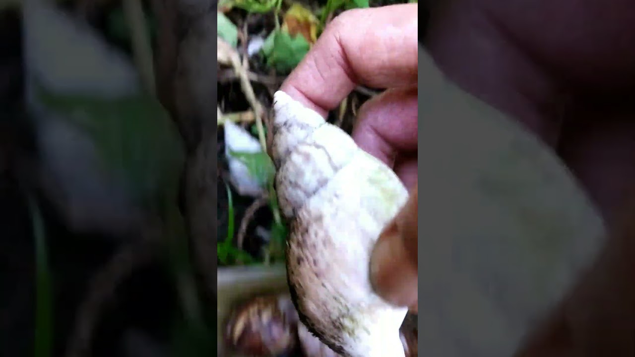 Let's go Mencari Keong Bekicot #snailhunter
