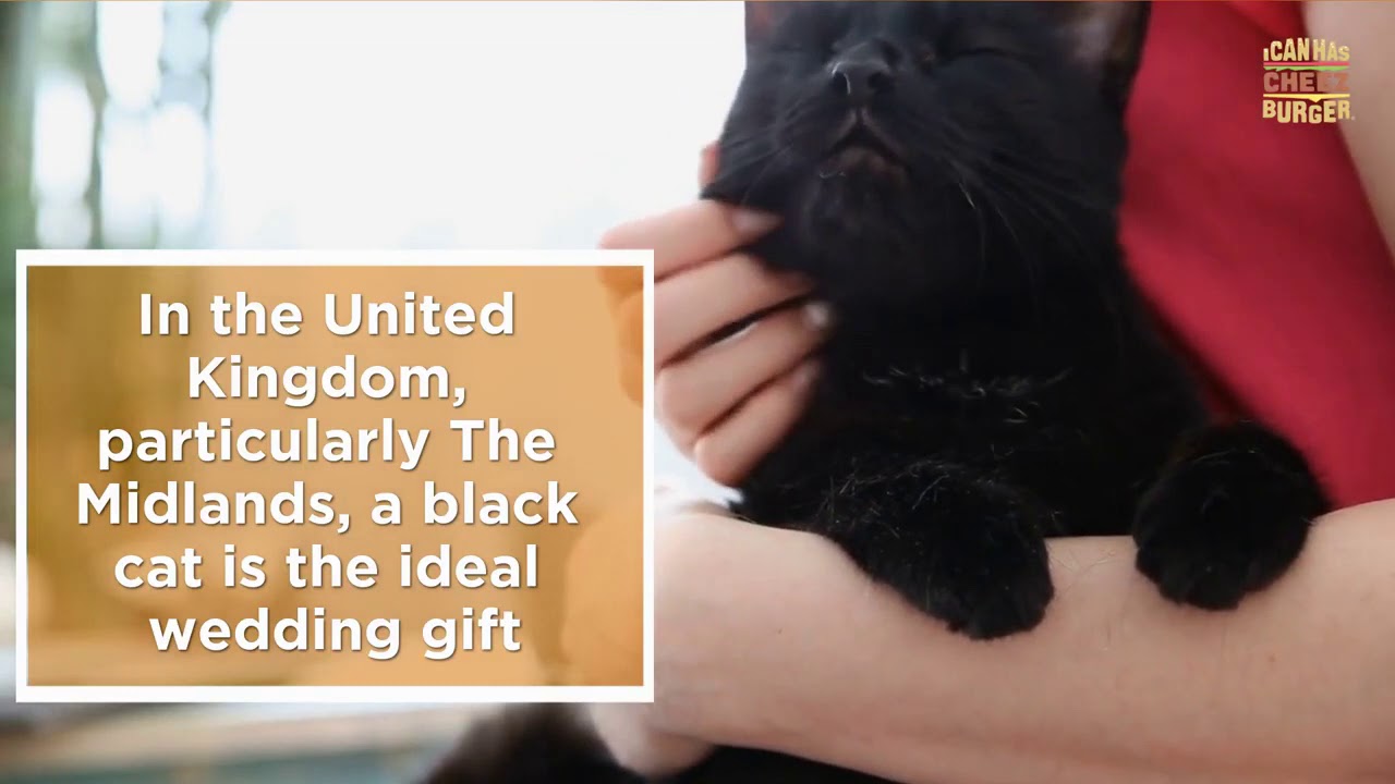 Black Cat Superstitions Debunked