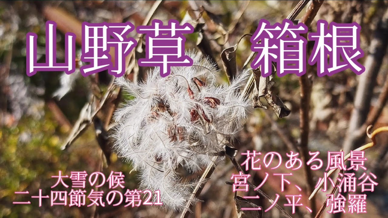 山野草🍂　箱根　大雪の候　花のある風景　#花のある風景 #花風景 #山野草 #箱根小涌谷 #山歩き　#強羅 #花vlog #hakone #温泉女子 #箱根フリーパス #野草 #箱根　#箱根登山鉄道 