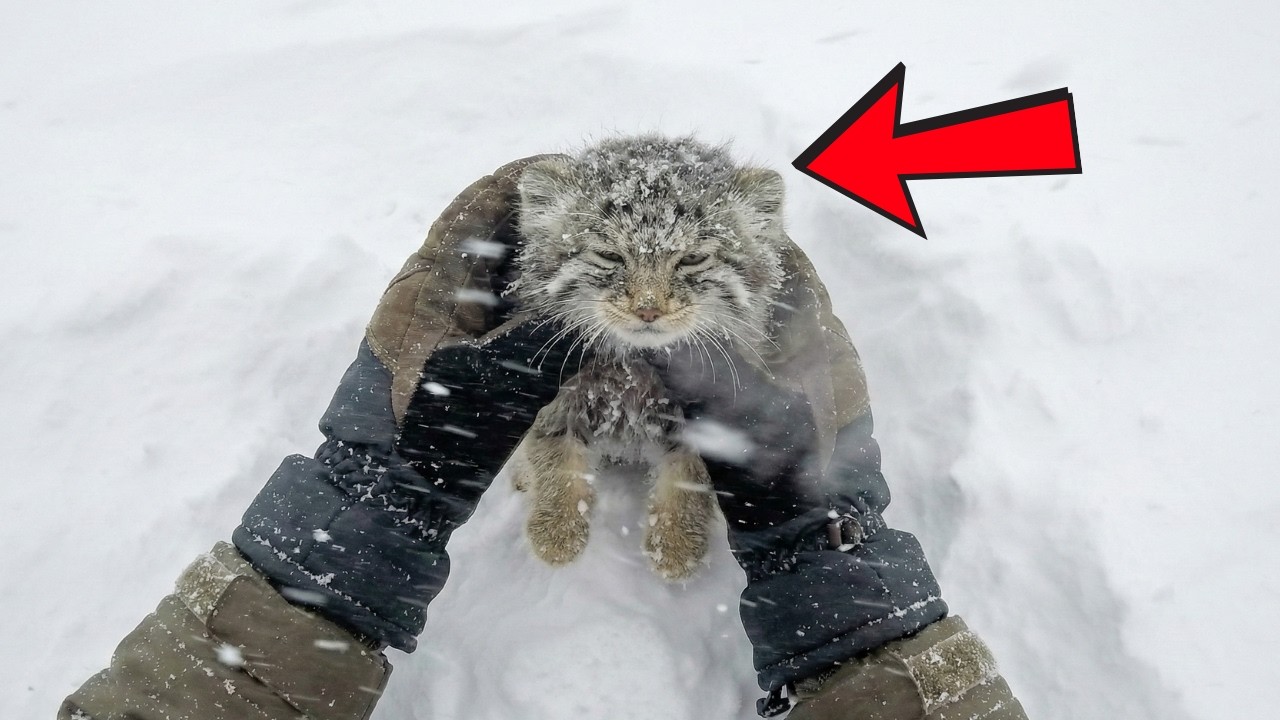 Saved from a Blizzard: Rescued Pallas's Cat Grows Up with a Giant Dog