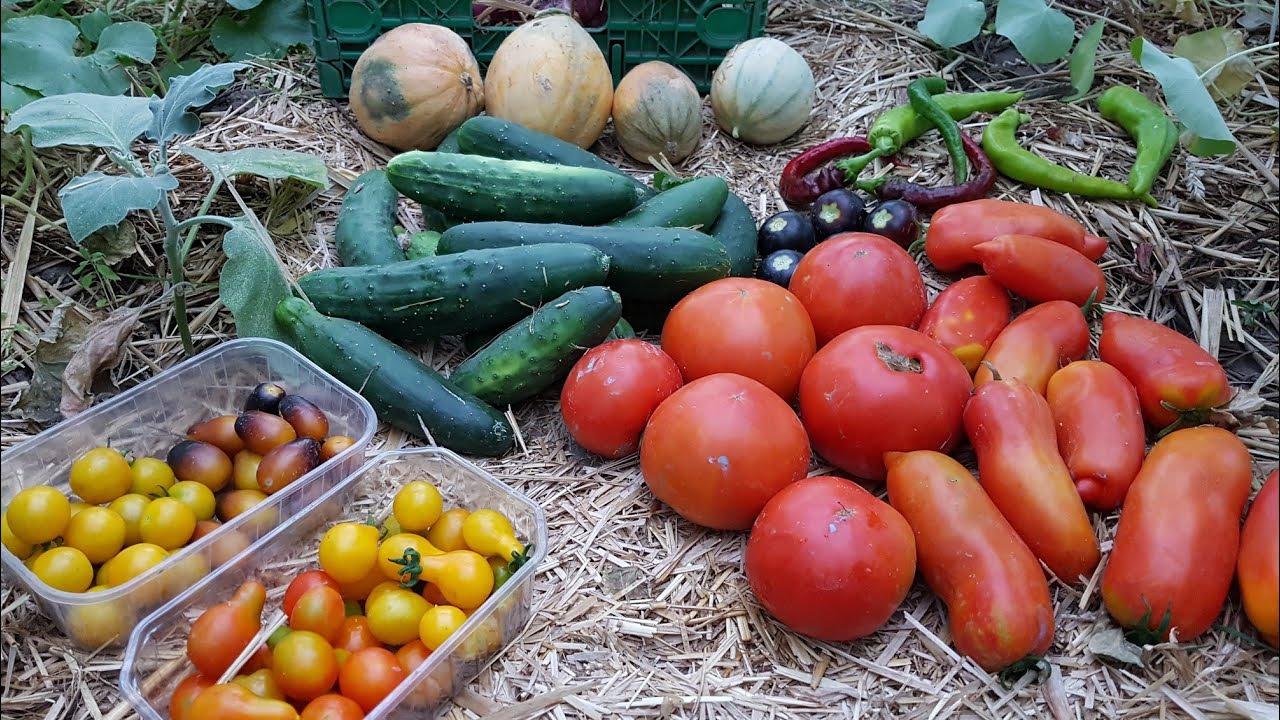 Potager en ao&ucirc;t et r&eacute;colte malgr&eacute; les d&eacute;g&acirc;ts de la canicule 2020