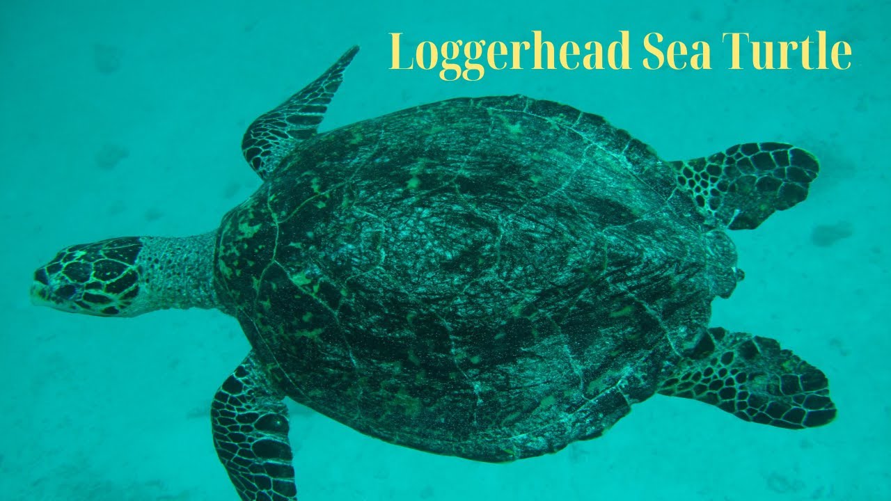 🌍 Loggerhead Sea Turtle Facts You NEED to Know! 🐢🌊