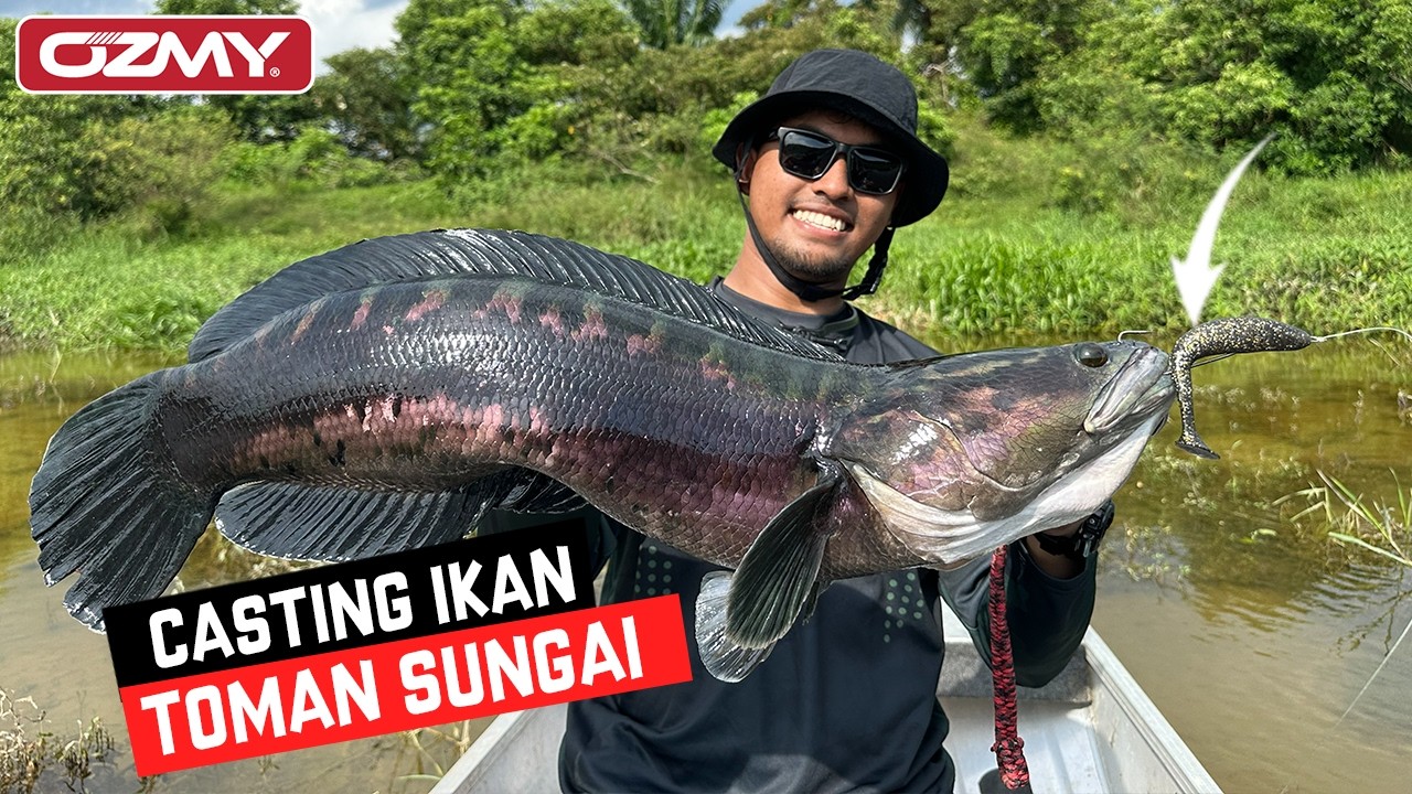 TOMAN SUNGAI MAKAN OZMY PADDLE POP!