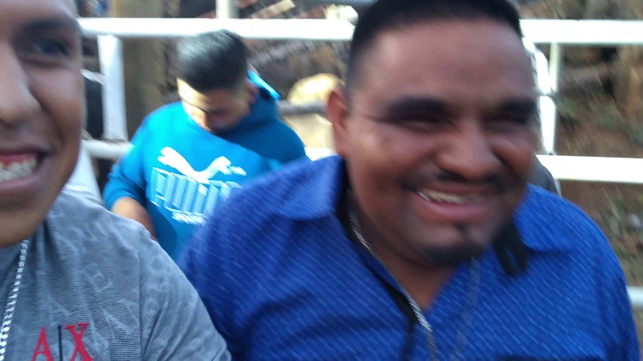 Toro pinto 