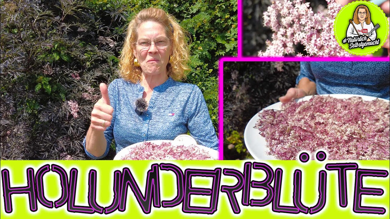 Kaltölauszug aus Holunderblüten