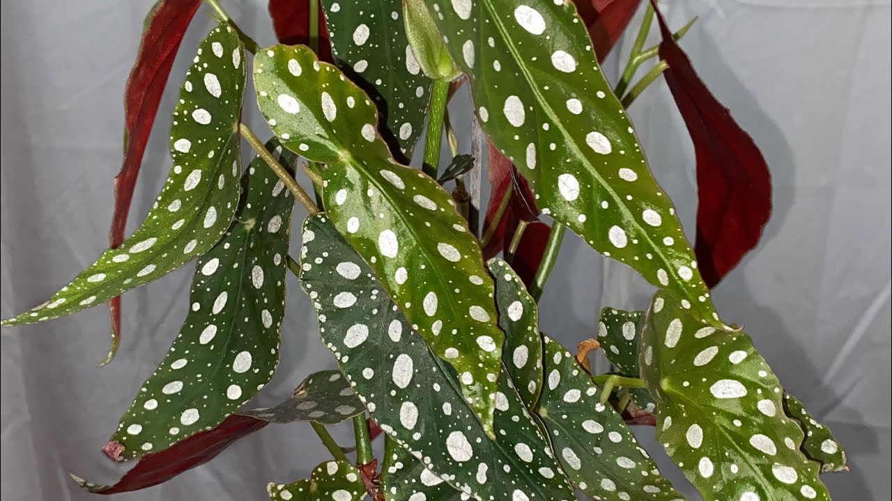 🟢BEGONIA MACULATA//ALA DE ÁNGEL// CUIDADOS//REPRODUCCIÓN//CONSEJOS 👨‍🌾✅ #begonia @jesusgarden612