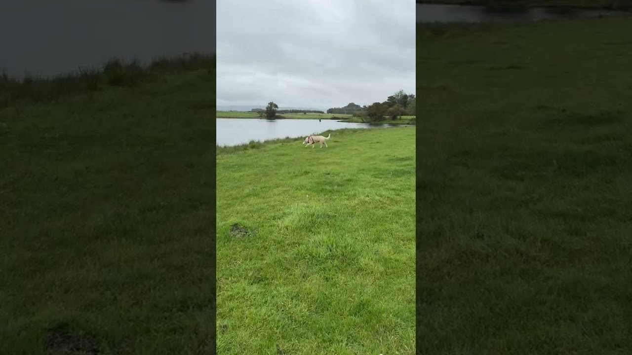 Luna The Blind Husky Enjoying The Dam Sep 25