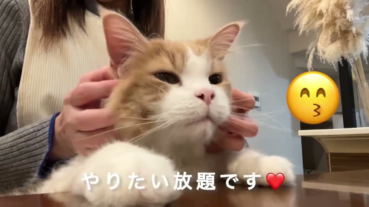 約10キロの猫