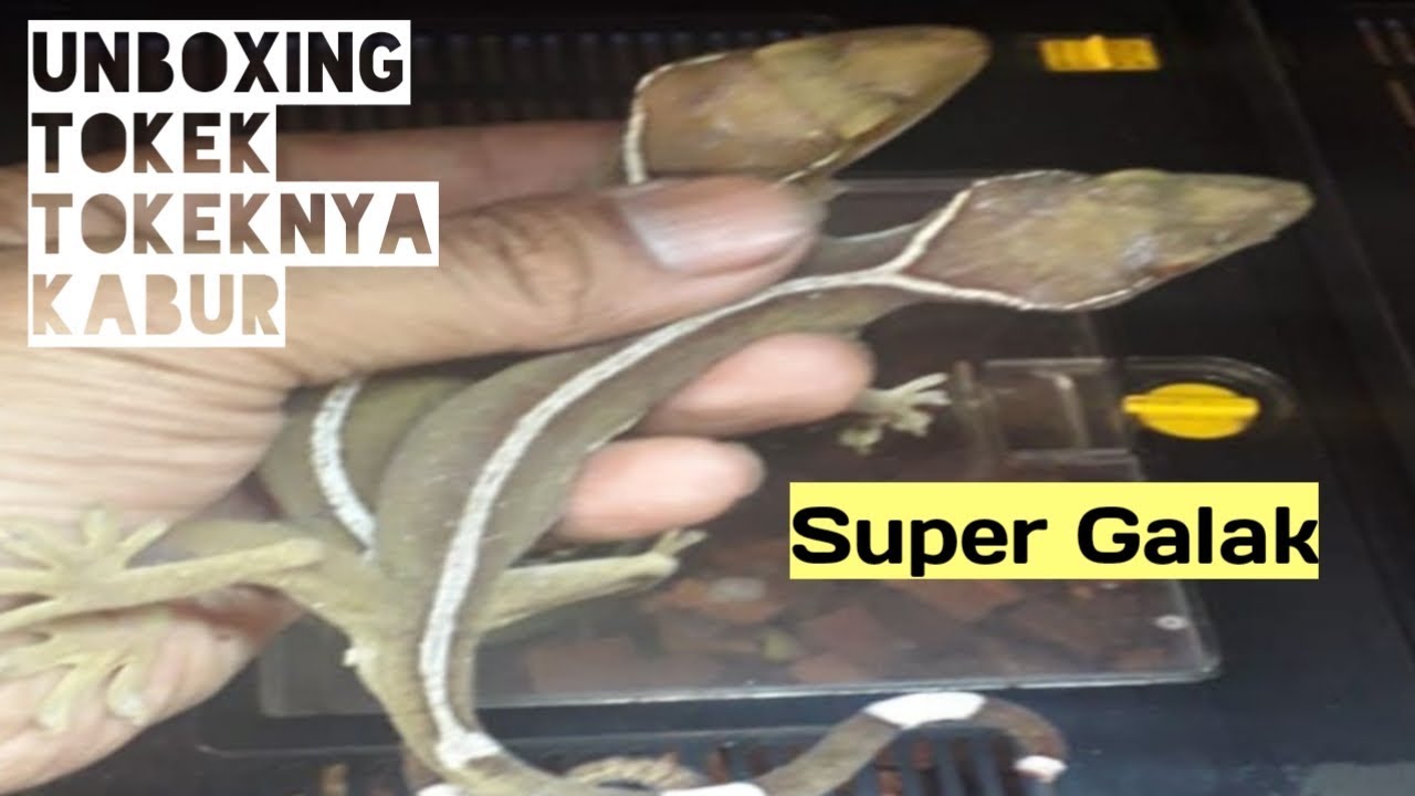 Unboxing Tokek Hutan Halmahera - Super Galak