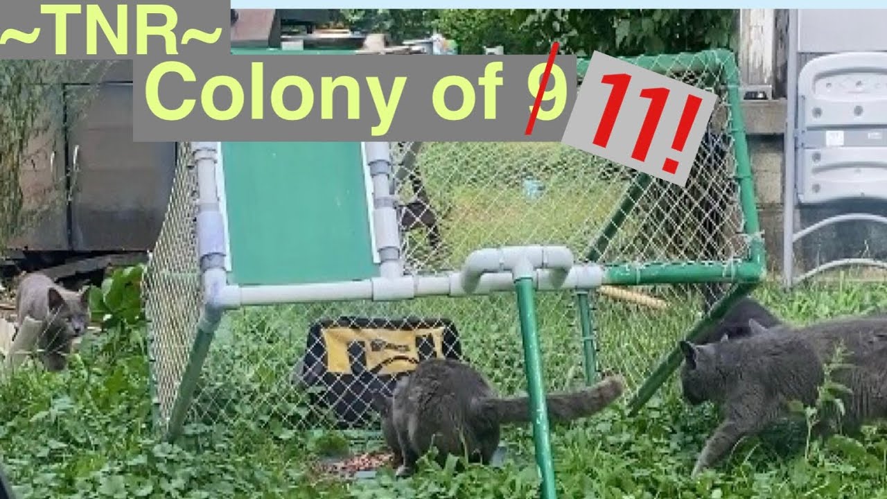 TNR with drop trap cat colony of 11!