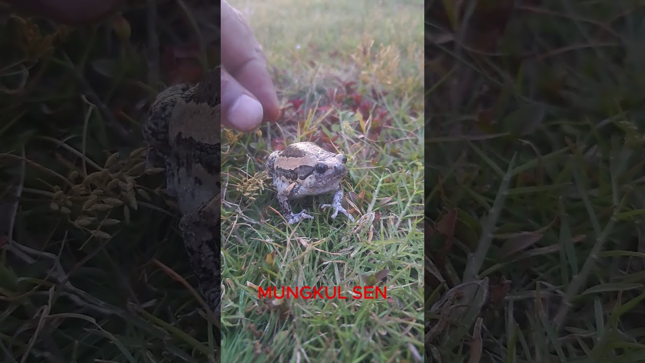 Painted balloon frog/common toad/Rain frog #shorts /MUNGKUL SEN