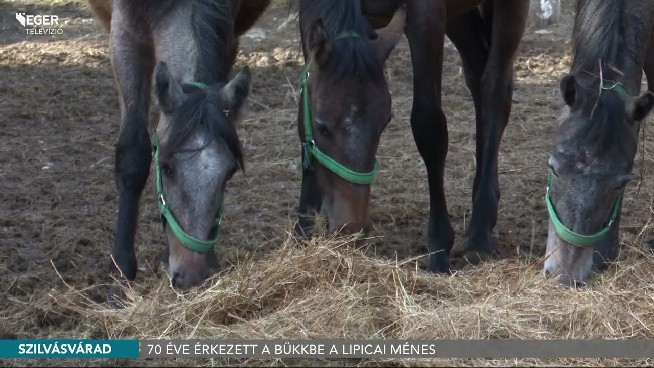 70 éve érkezett a Bükkbe a Lipicai Ménes - 2023.02.23.