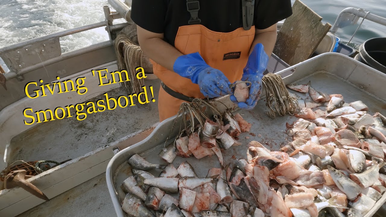 We Set on ALL the Snags! - Setting and Hauling Halibut Longline | Halibut 2024 Season