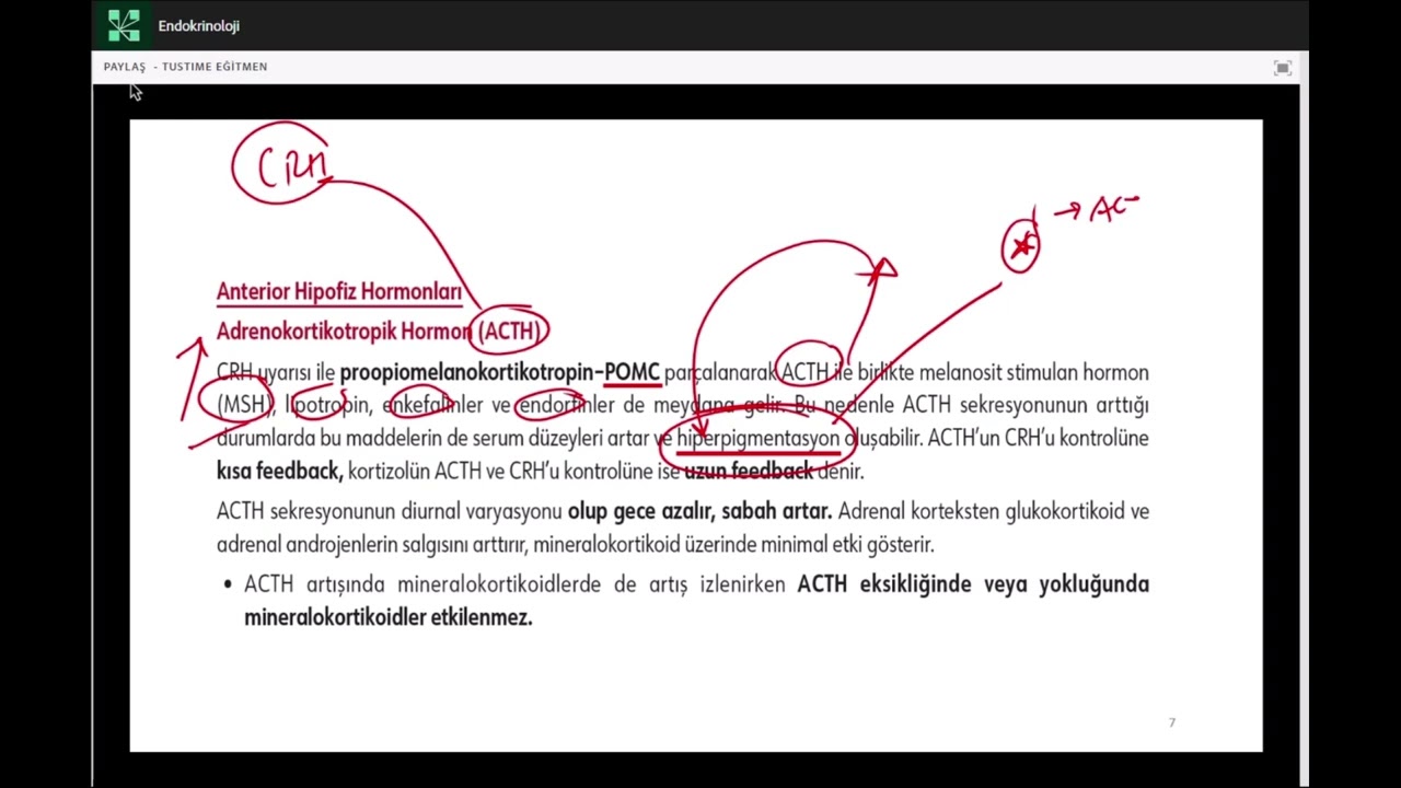 Dahiliye Örnek Ders