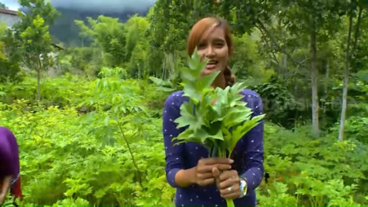 Panen Teh Ashitaba | JEJAK PETUALANG