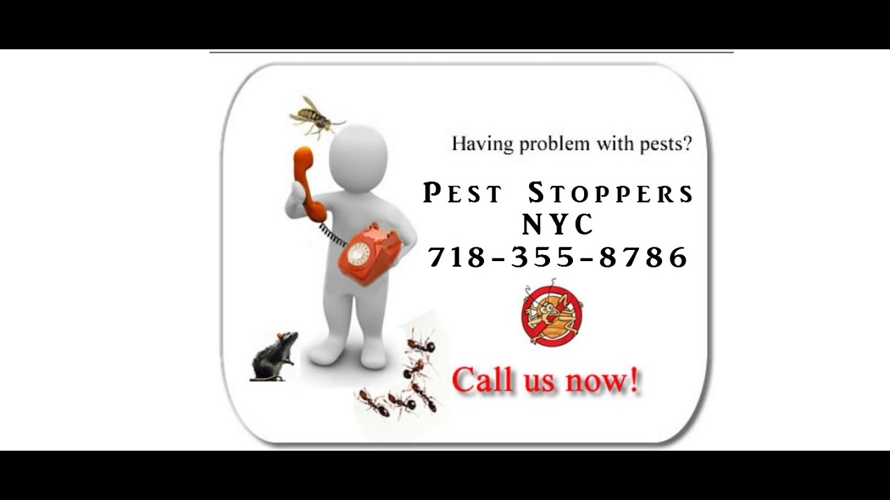 Cockroach Exterminator Brooklyn NY - Insect Pest Control