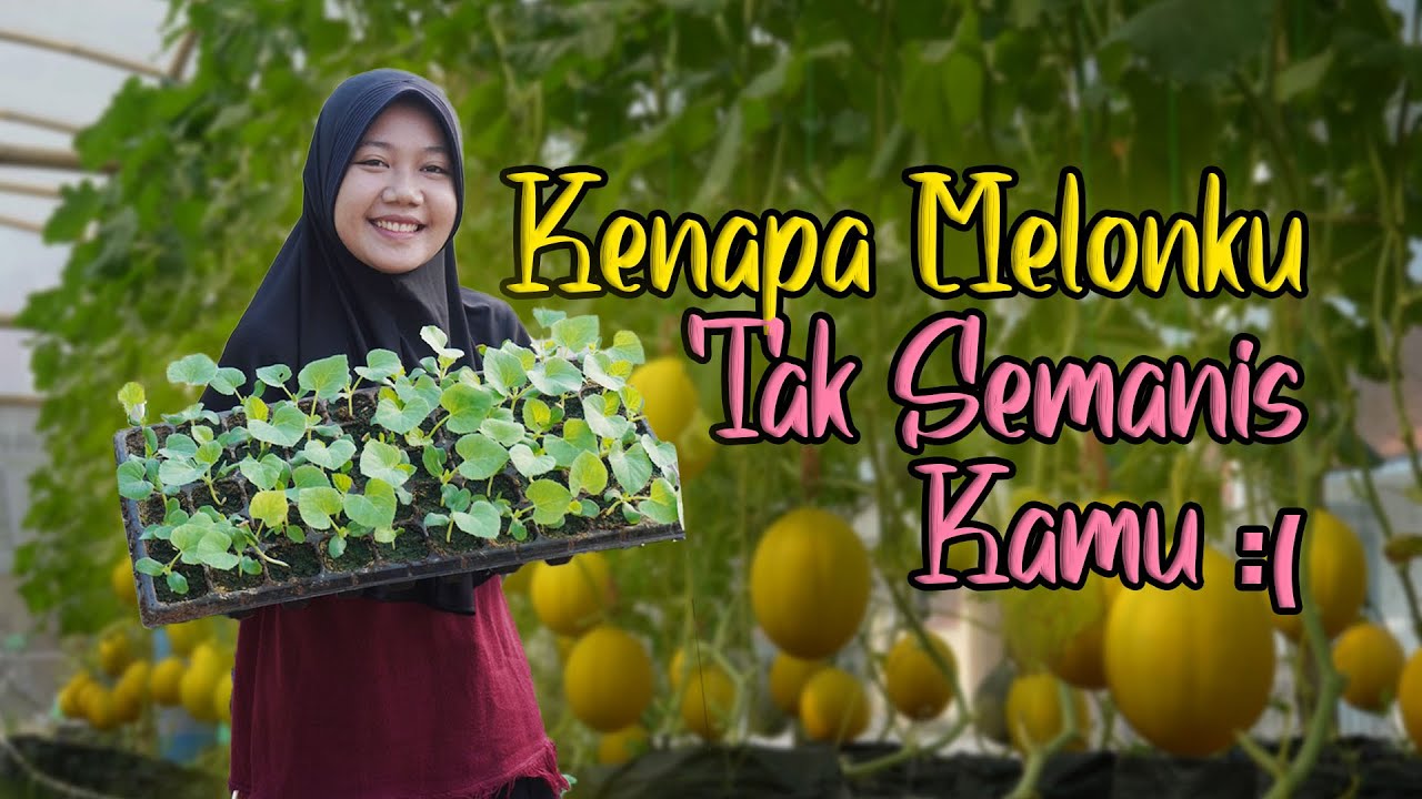 Faktor-Faktor yang Memengaruhi Kemanisan Buah Melon
