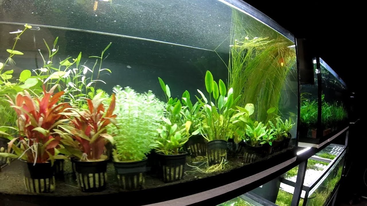 BIOACUATIC especialista en PLANTAS ACUÁTICAS libres de ALGAS