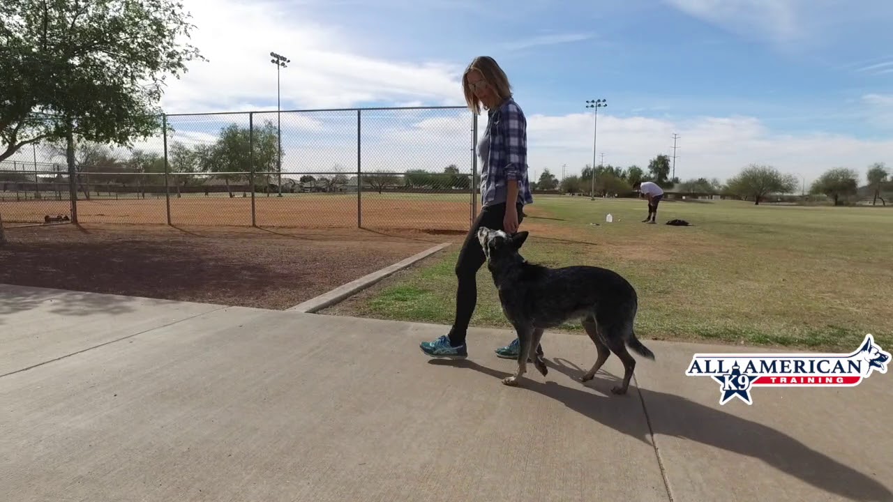 Blue Heeler lunging at people, dog aggressive No Leash Before and After Phoenix