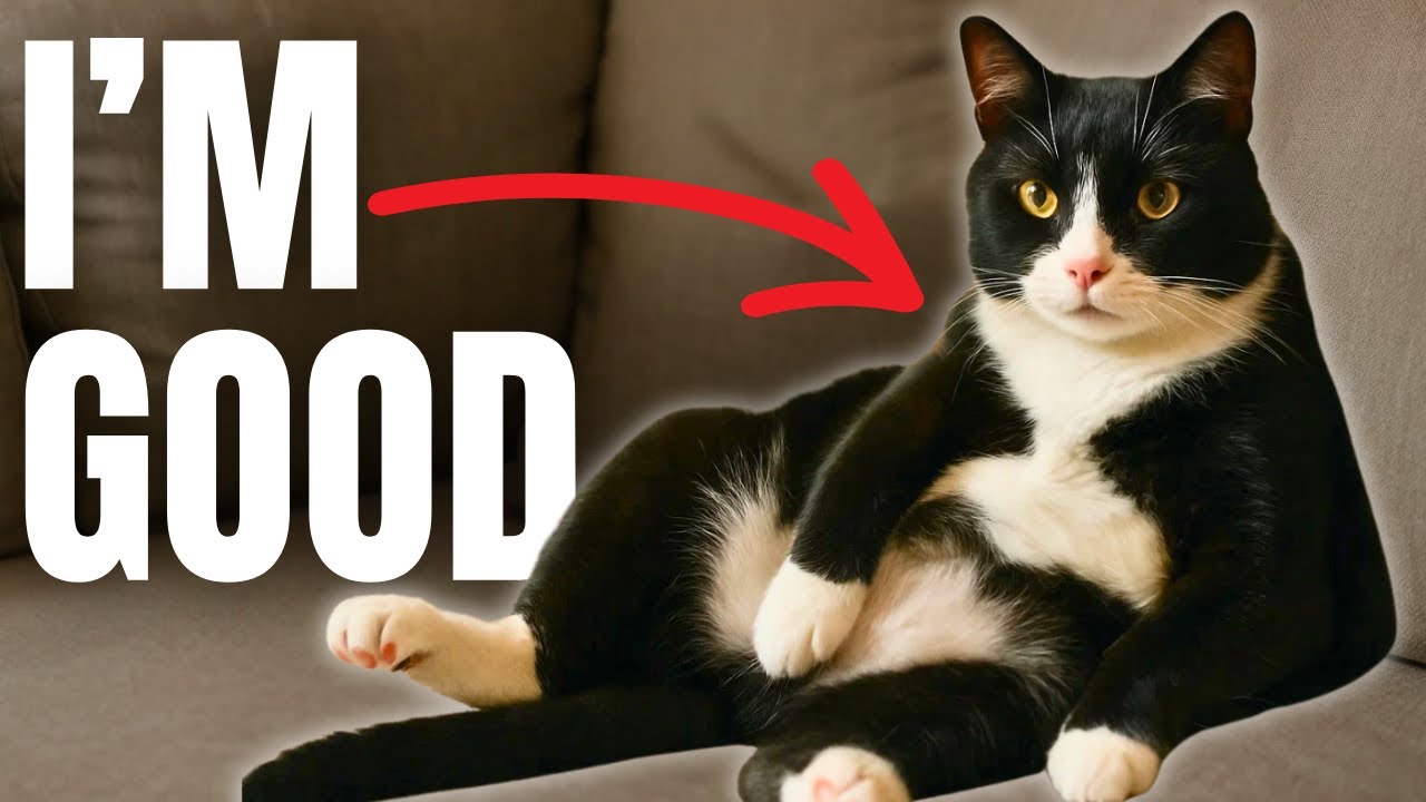 10 Most Independent Cat Breeds...