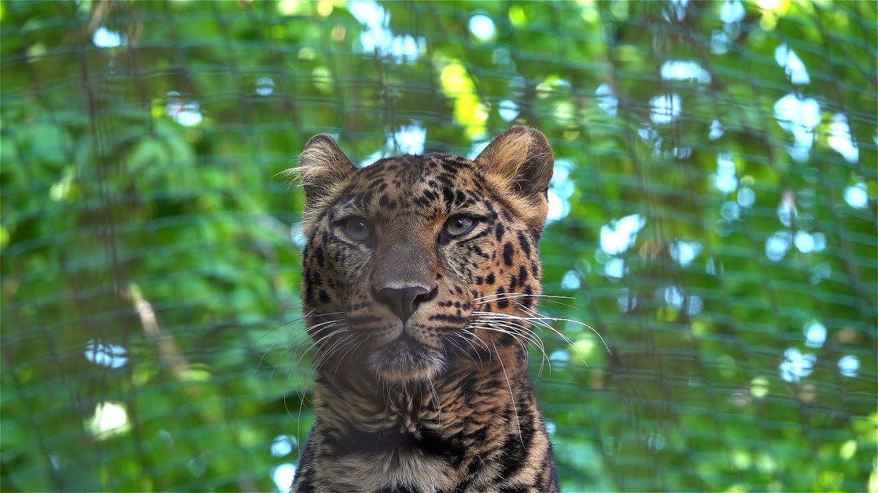 Pakawi Park,Zoo,Dierentuin,Balen,Olmen,voorheen Olmense Zoo