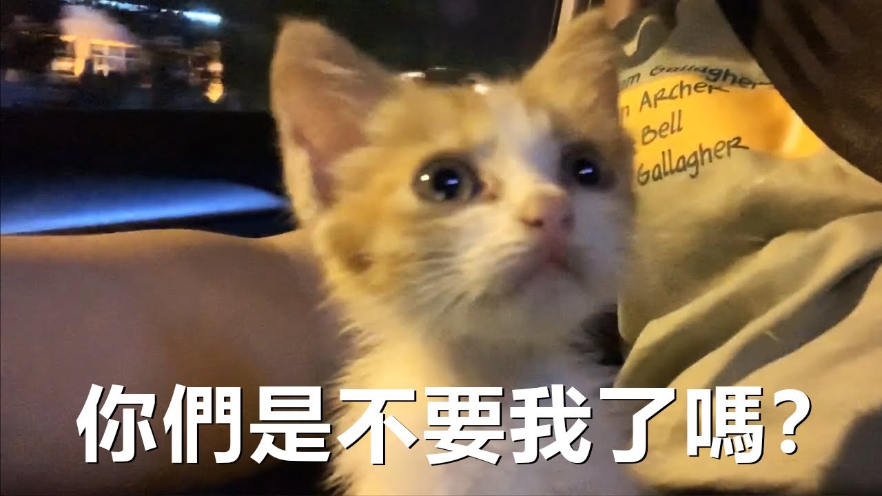 送小流浪貓去新家，滿臉憂愁...