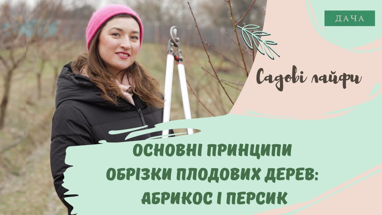 Основні Принципи Обрізки Плодових Дерев: Абрикос і Персик.