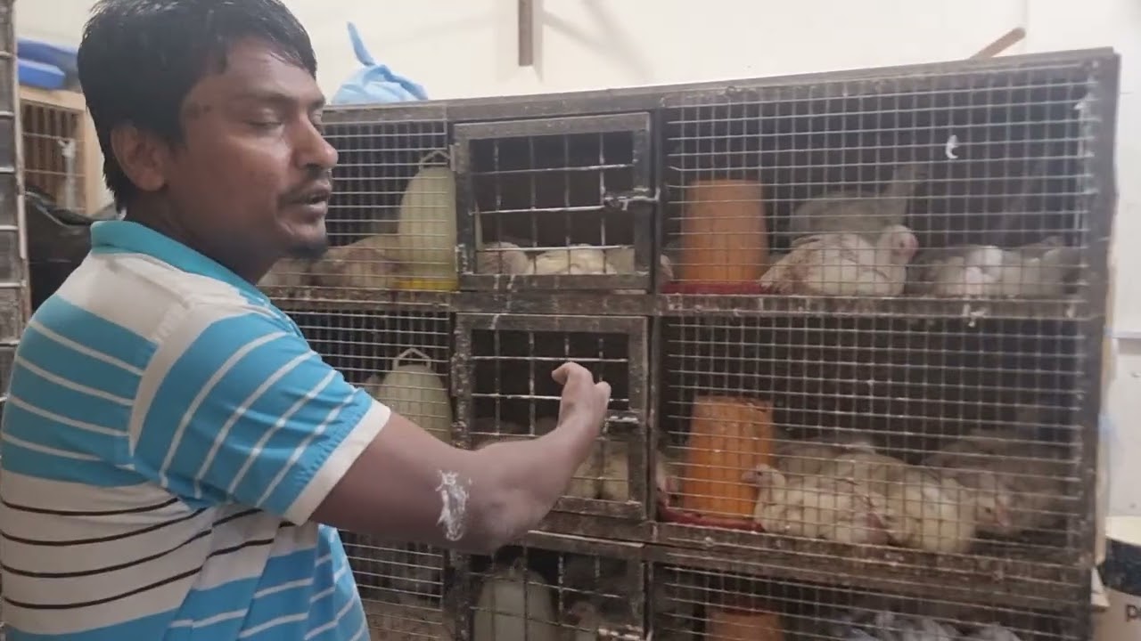 যাদের বয়লার মুরগি এবং কি দেশি মুরগি লাগবে চলে আসবেন মালামা আমির ভান্ডারের সামনে