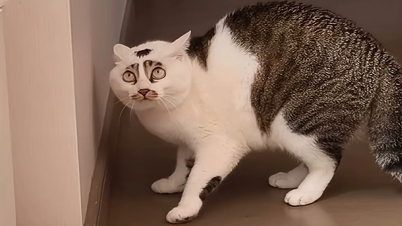 These Cats Are Broken