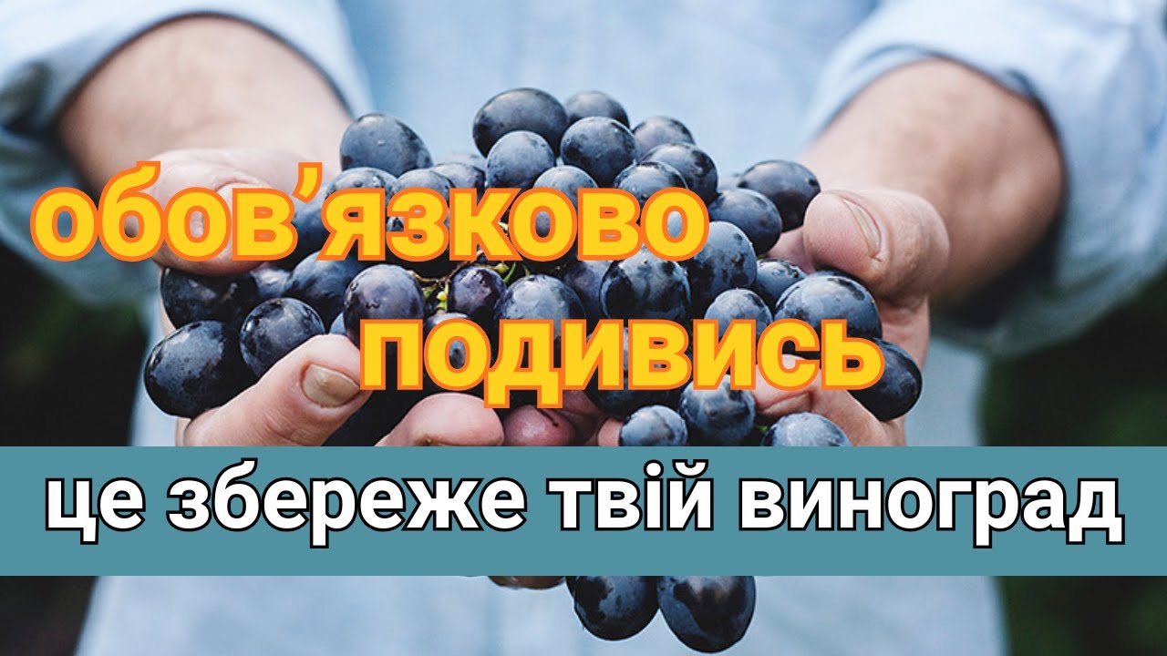 Схема обробки винограду 2026