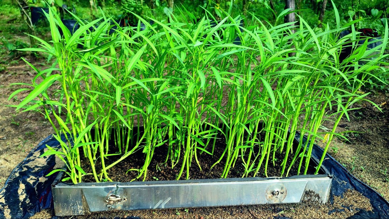 How to grow water spinach from seeds | Grow Kangkung at Home