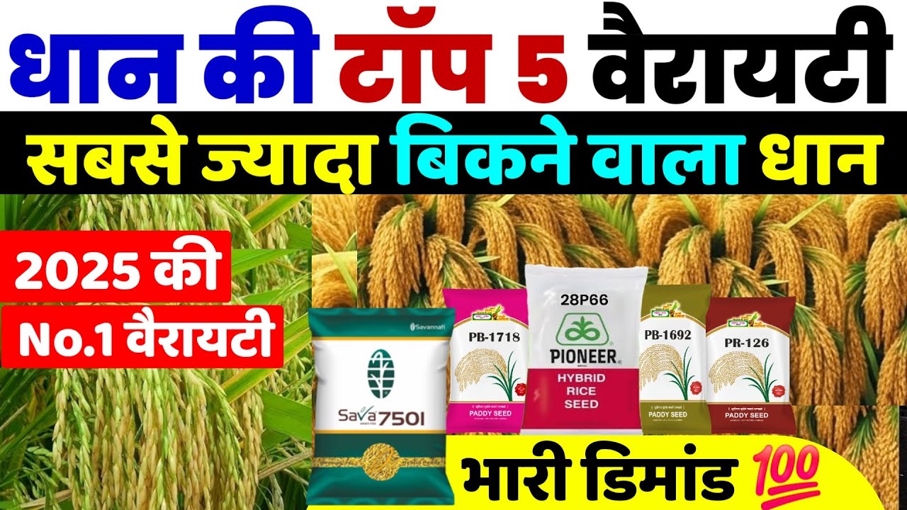 धान की टॉप 5 वैरायटी | सबसे ज्यादा बिकने वाला धान | Dhan ki Top 5  Variety | Dhan ki Kheti 2025