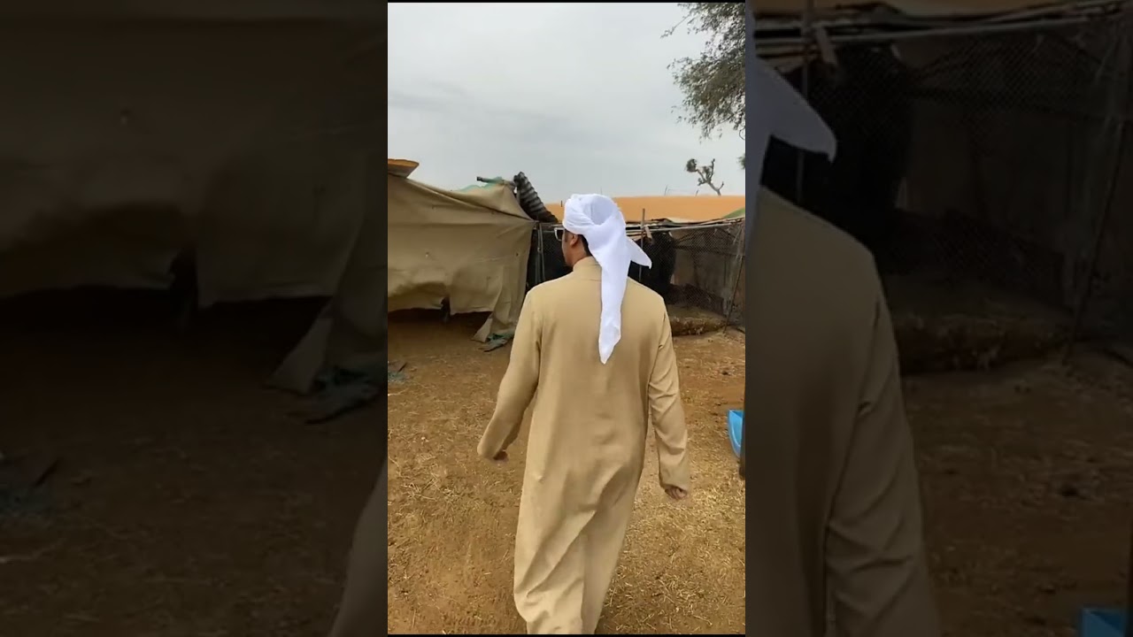 سنابات بن شنه : صالح مغرز 