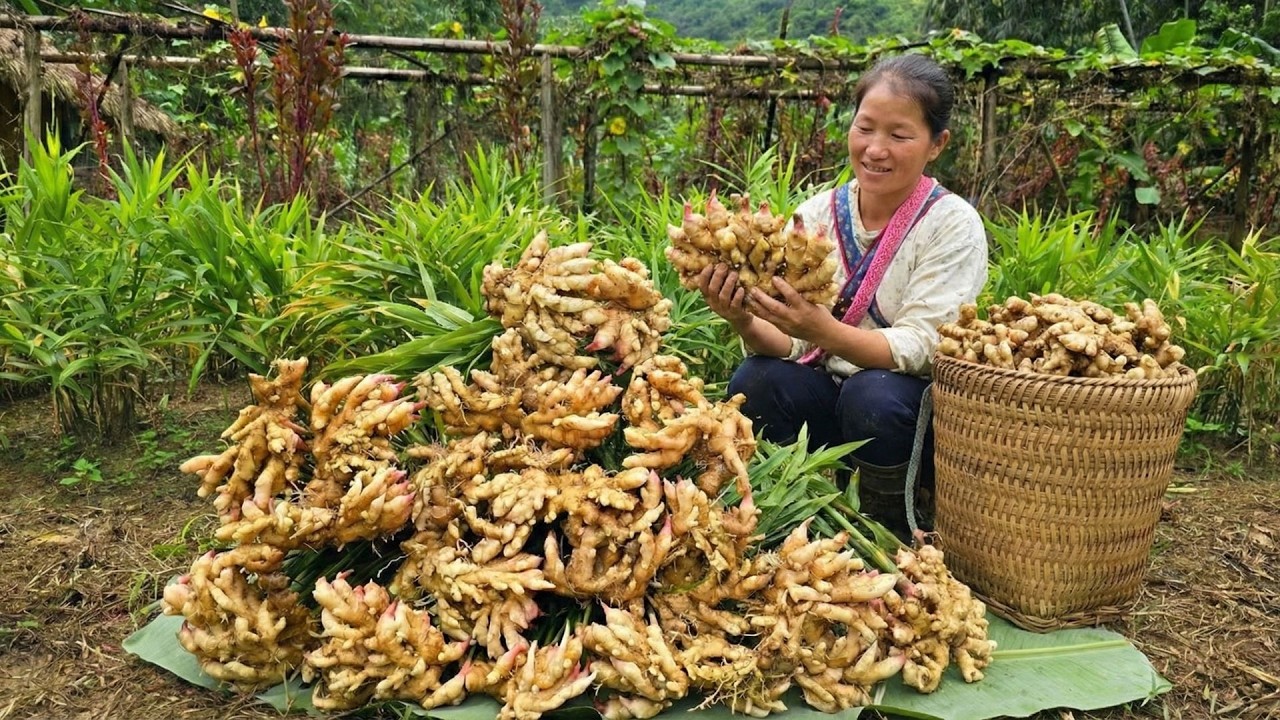 Harvesting 500+ kg of Ginger in the Forest, Foraging Wild Mushrooms for Cooking