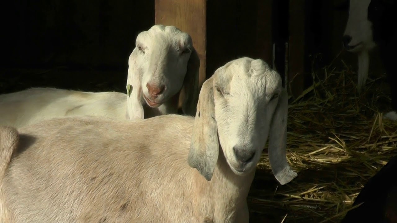 Funny Anglo Nubian Goat - Divertida cabra anglo nubia - मजेदार एंग्लो न्युबियन बकरी -Dr&ocirc;le de ch&egrave;vre