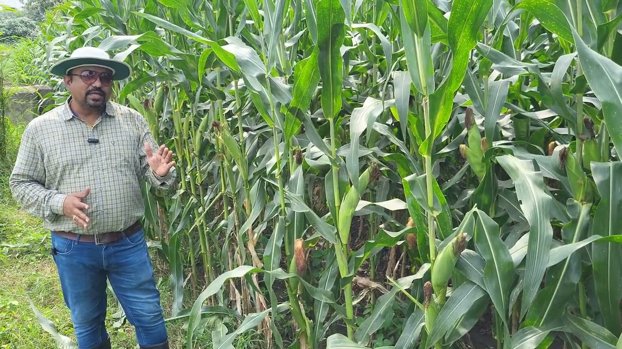 Pioneer Seeds New Corn P34104